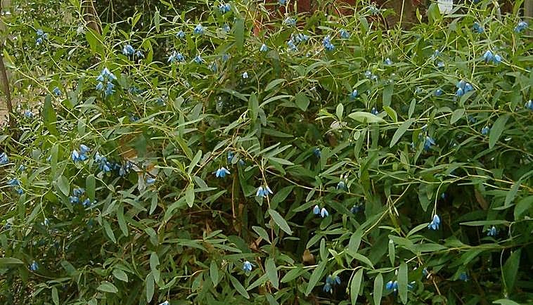 Recommended for your garden in the south of Spain: Billardiera fusiformis