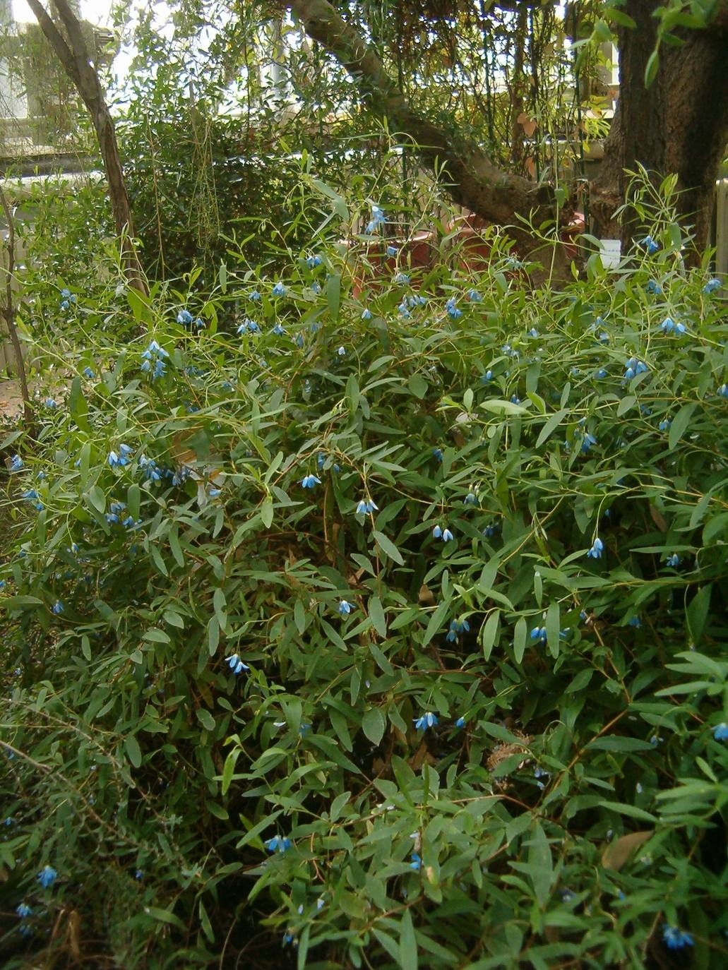 Billardiera species.