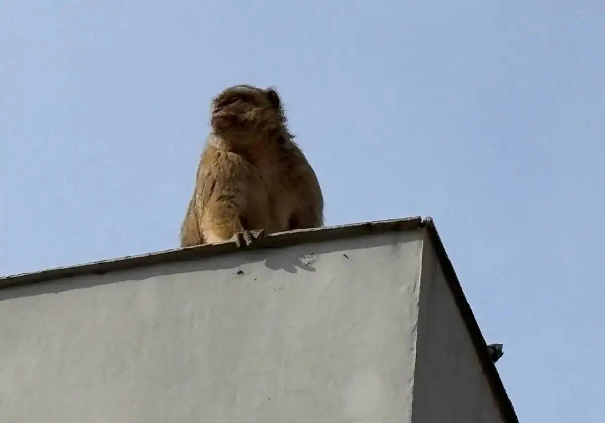 The macaque on the roof of a building in La Línea de la Concepción.