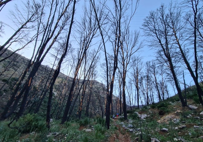 Burnt trees from the fire of summer 2022.