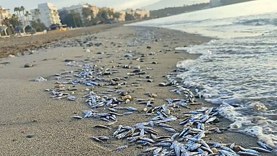 This is why thousands of young fish washed up dead on a popular Estepona beach