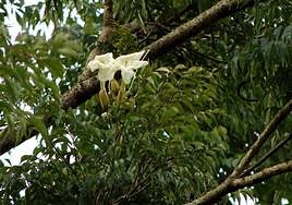 Radermachera sinica.