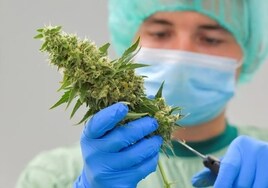 A worker at a company producing medical cannabis in Germany.