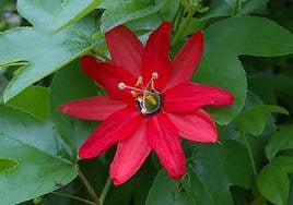 Passiflora manicata.