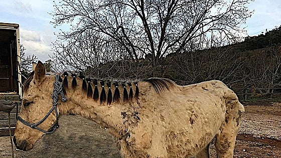 Second court ruling overturned to allow Alhaurín horse charity to recover costs of care for abused animals