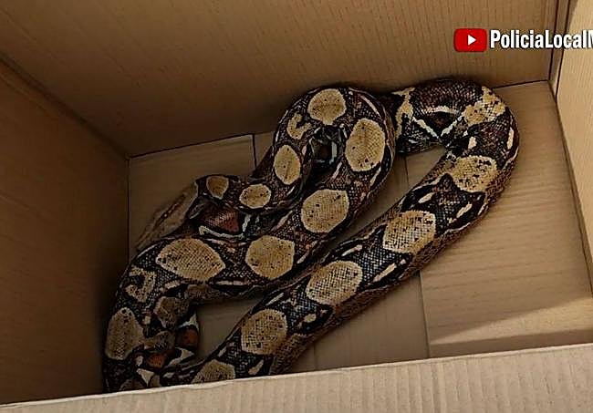 The boa rescued in Campanillas.
