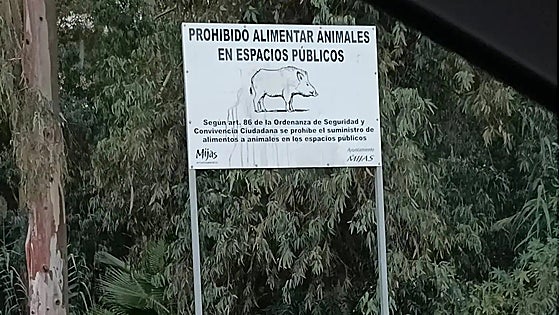 Police report warns of the danger posed by wild boar in Mijas, even causing the A-7 to be cut off