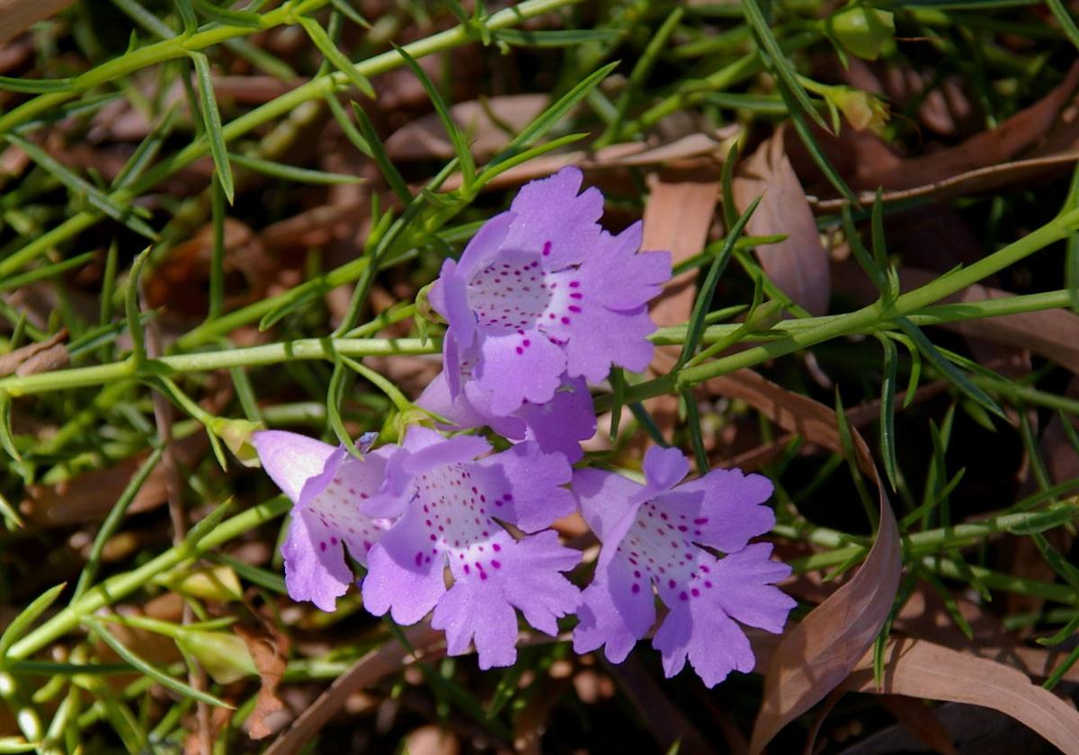 Recommended for your garden in the south of Spain: Hemiandra pungens ...