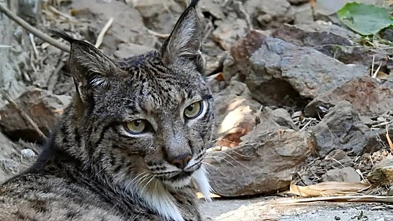 Selwo Aventura marks its 25th anniversary on the Costa del Sol as a sanctuary for endangered species