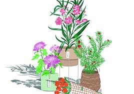 Plants as beautiful as they are toxic: poinsettia, ivy, yew, oleander...