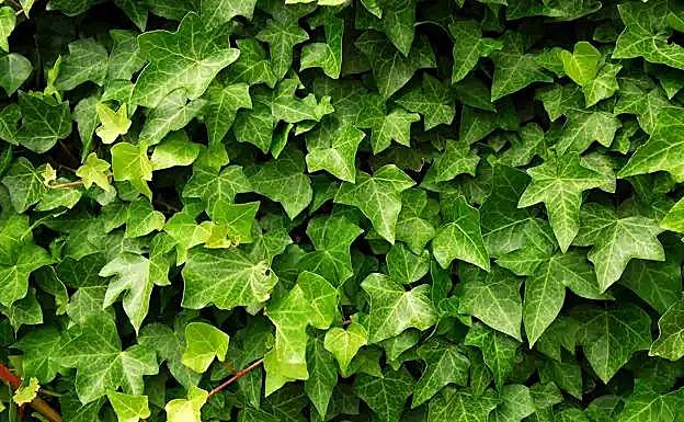 Ivy (Hedera)