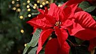 Poinsettia (Euphorbia pulcherrima)