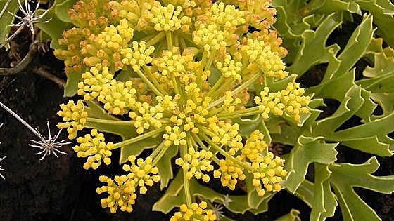 Recommended for your garden in the south of Spain: Astydamia latifolia