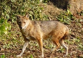 A golden jackal.
