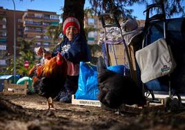 Fatima and her chickens surrounded by shopping trolleys carrying blankets and food.
