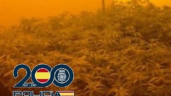 Gang that rented luxury villas on Costa del Sol to grow marijuana is busted