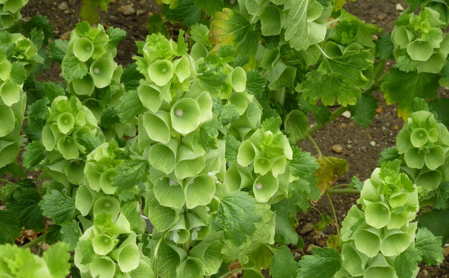 Recommended for your garden in the south of Spain: Molucella laevis ...