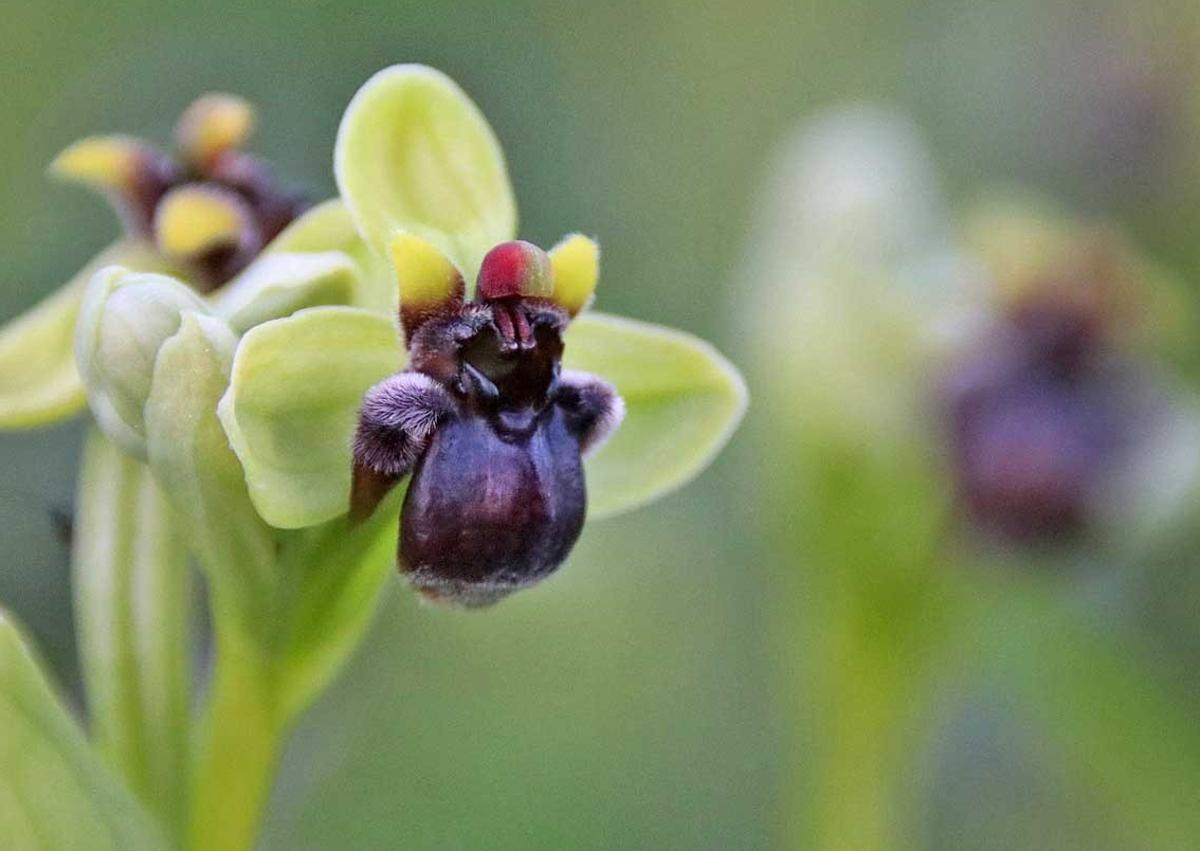 Imagen secundaria 1 - Local orchids in Jimera de Líbar.