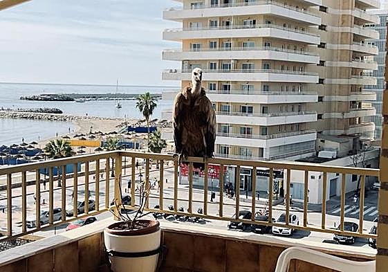 Image of the vulture perched on a terrace of the flat block.