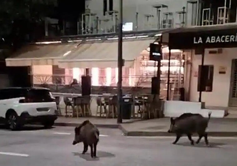 Wild boar filmed happily wandering through streets past shops and restaurants in Malaga city