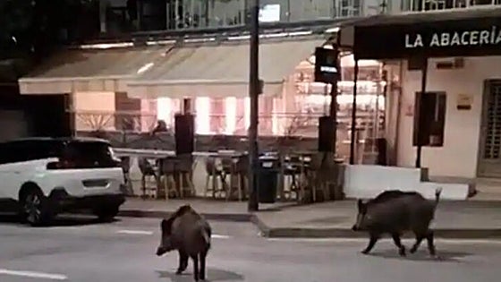 Wild boar filmed happily wandering through streets past shops and restaurants in Malaga city