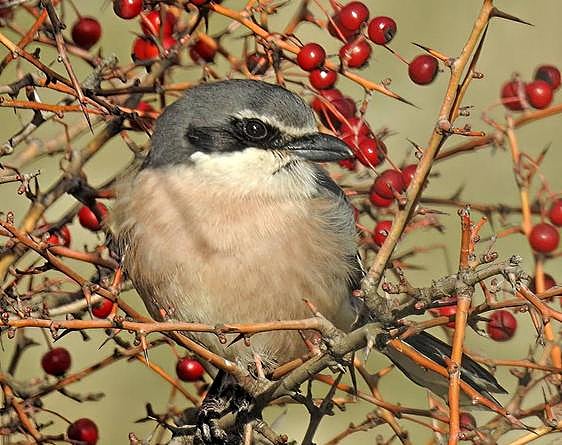The Iberian grey shrike