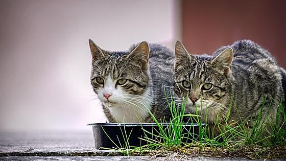 'Don’t feed the cats warning' to members of public in Costa del Sol town
