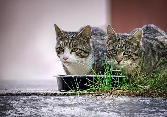 'Don’t feed the cats warning' to members of public in Costa del Sol town