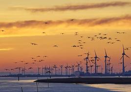 Birds flying near a wind farm.