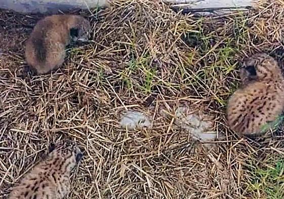 The lynx cubs found in the hay.