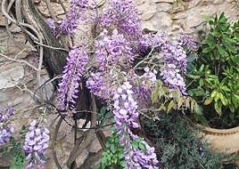 Wisteria sinensis.
