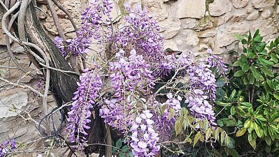 Recommended for your garden in the south of Spain: Spring begins with wisteria