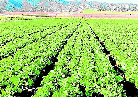 Irrigated crop fields.