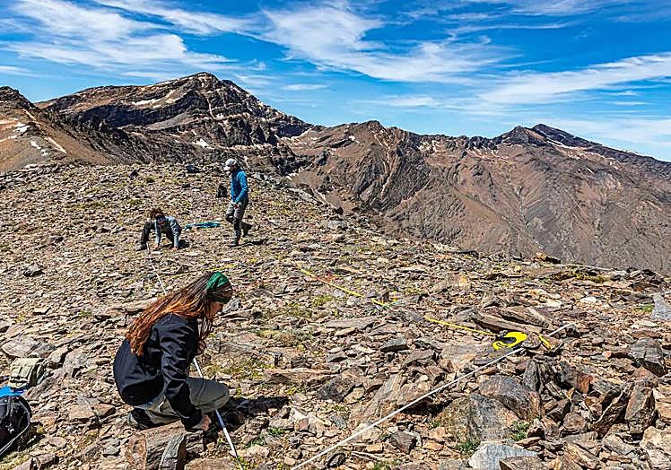 Monitoring work on the Alpine butterfly of Sierra Nevada.