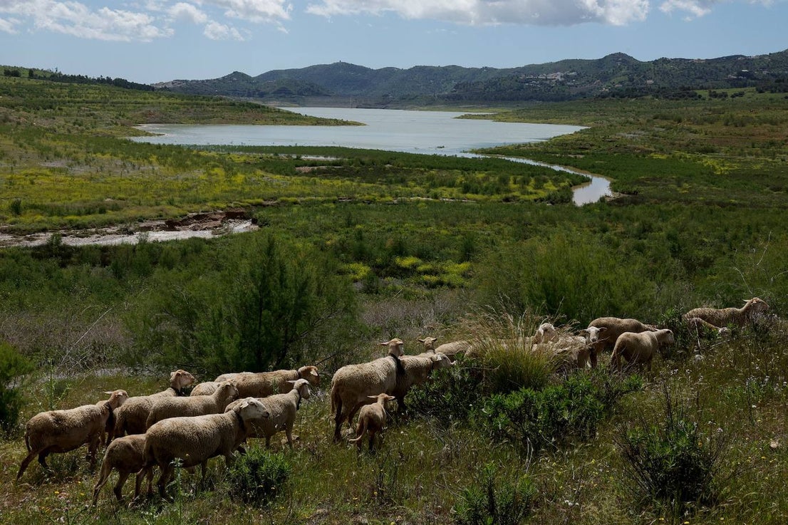 A flock of sheep on one of the slopes of the Axarquía reservoir, on Monday.