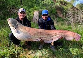 The 35-kilo catfish caught this week by Adrián Hidalgo and Sergio Rodríguez in Villanueva de Duero.