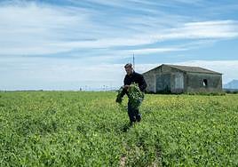 A cereal field in Campillos.