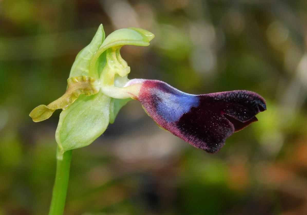 Flower power: every year this Malaga orchid draws in crowds of botanical enthusiasts
