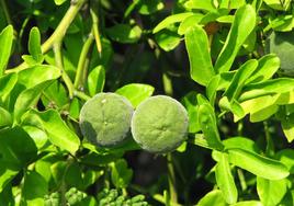Citrus trifolia fruit.