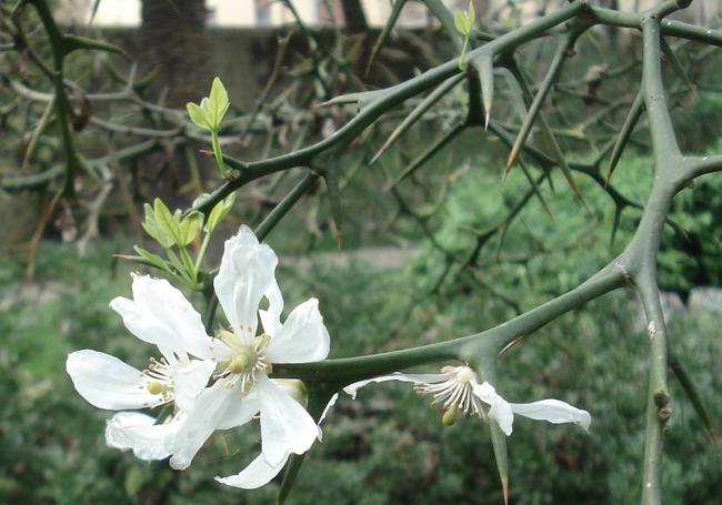 The blossom of Citrus trifolia.