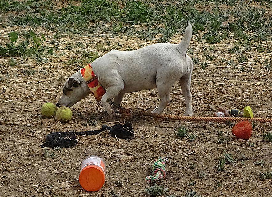 The temptation alley game.