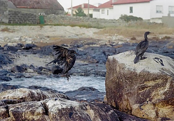 'Environmental crime comes cheap in Spain': Shocking figures reveal the cases that don't make it to trial