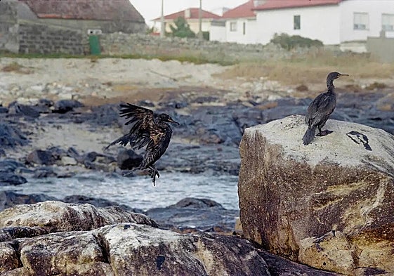 Birds affected by the Prestige oil tanker spill disaster (file image).
