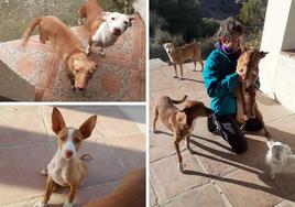 Images of the dogs that were stolen in Monda