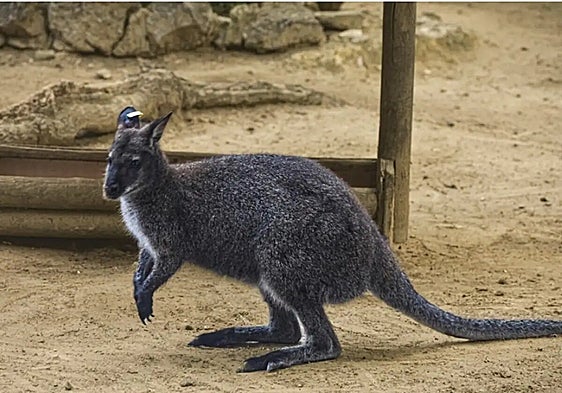 The wallaby that roamed the streets of an Andalusian town for weeks is now at the zoo