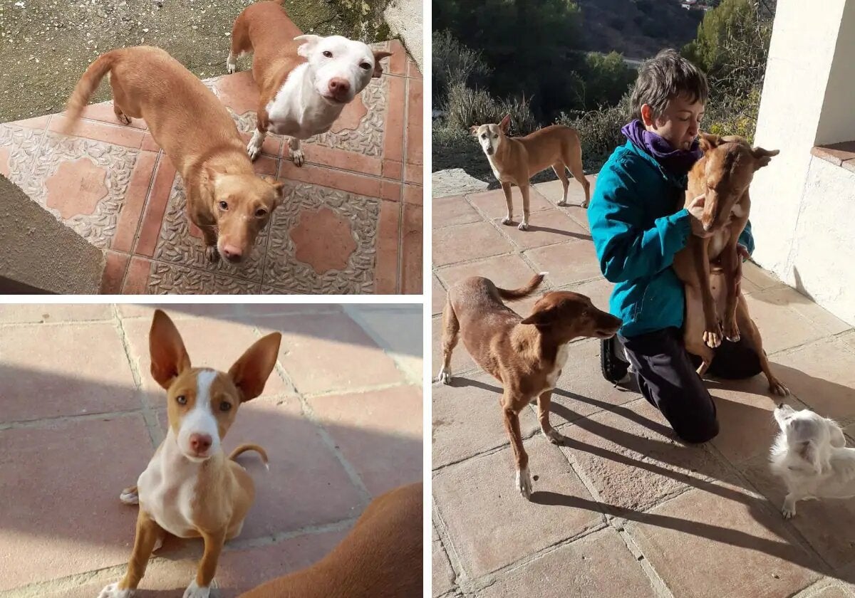 Family left devastated after the theft of their six dogs in Malaga town: 'They've torn us apart'
