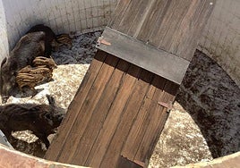 Emergency service rescue teams haul wild boar to safety from swimming pool on Spain's Costa Tropical