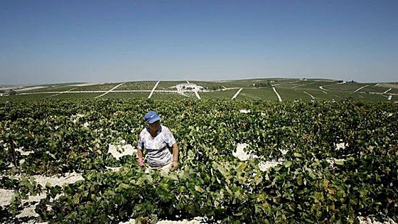 Farming boost in Andalucía: Junta to provide 500-million-euro aid 'lifeline' to region's agricultural sector