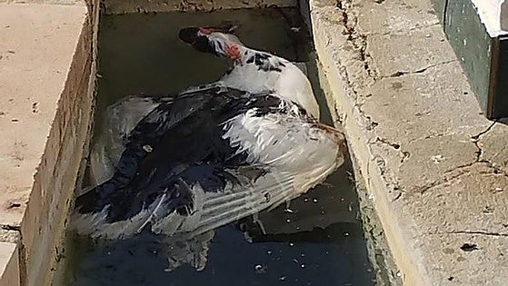 Hunt is on for culprits after ducks killed and injured in Ronda park popular with tourists