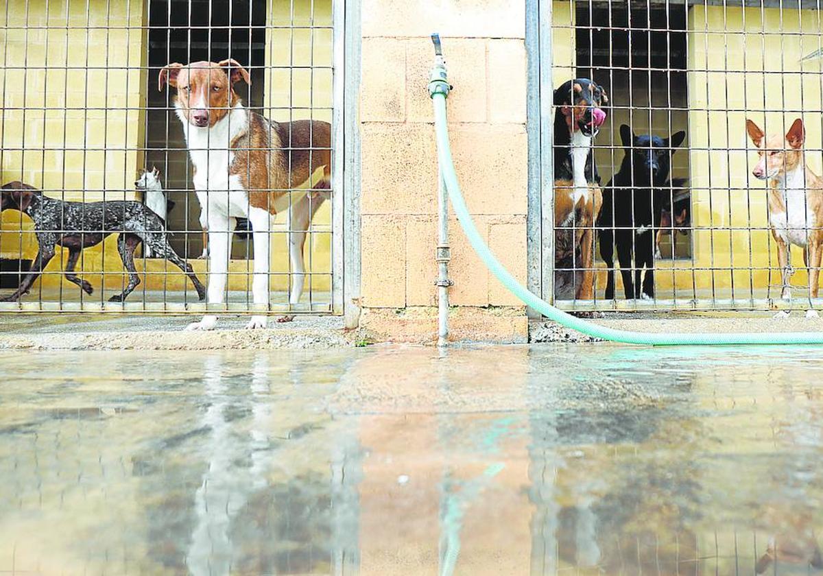Malaga's pet abandonment figures are in line with the rest of Spain, but way higher than the most conscientious EU nations